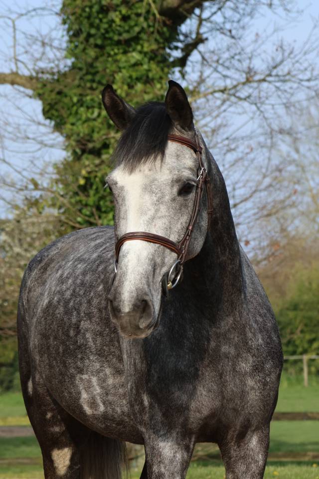 Caballo castrado Silla Franc&eacute;s En venta 2020 Tordo por MYLORD CARTHAGO