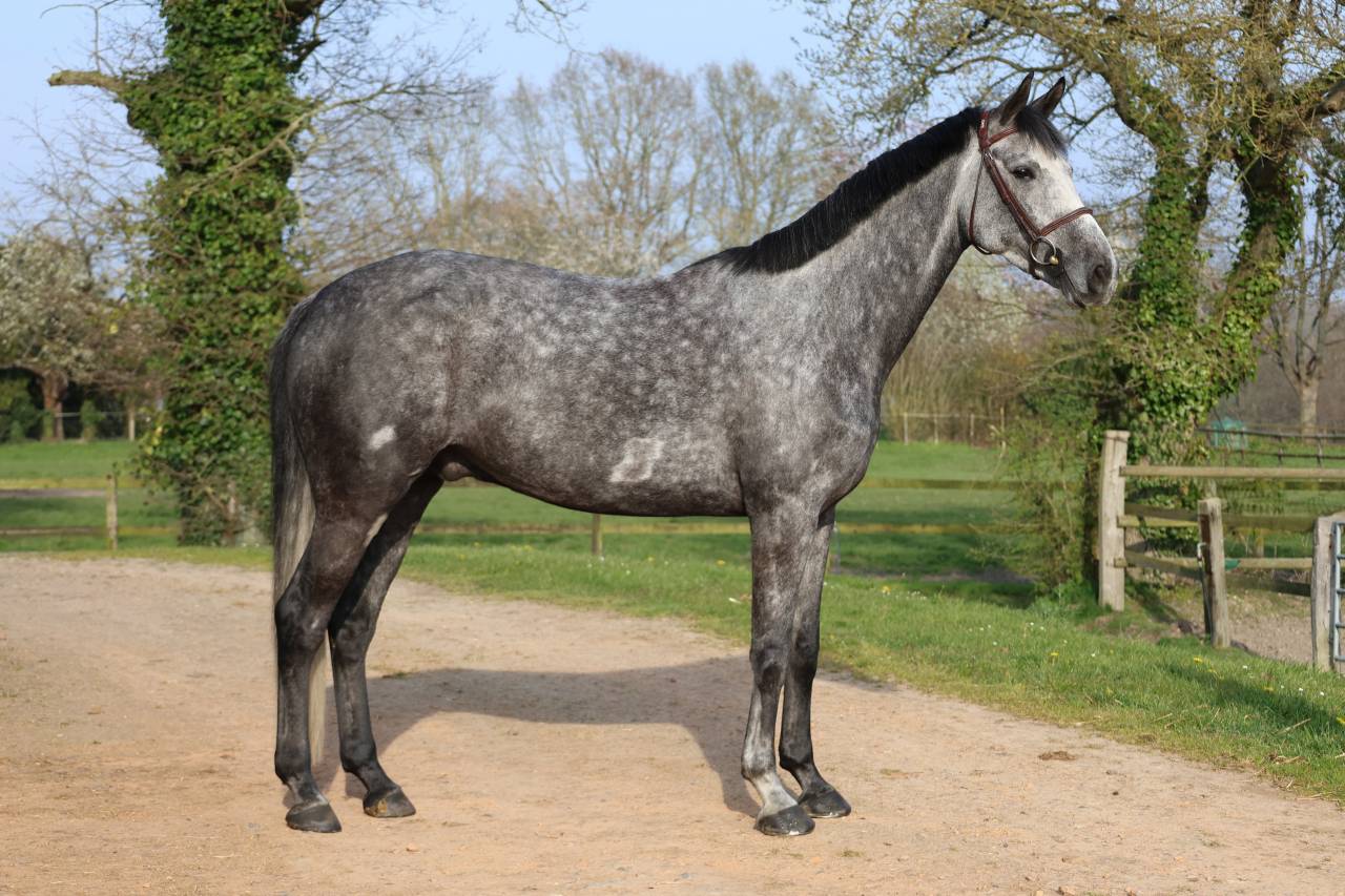 Caballo castrado Silla Franc&eacute;s En venta 2020 Tordo por MYLORD CARTHAGO