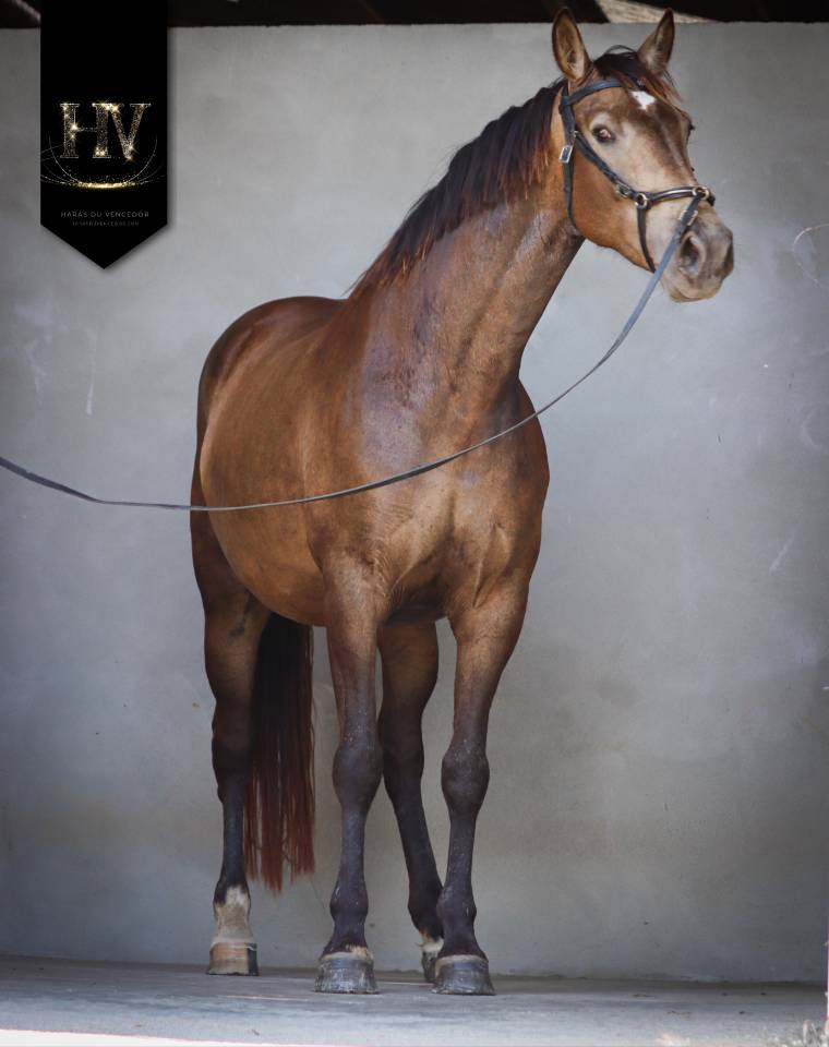 Yegua AES Anglo European Studbook En venta 2020 Isabelo por Kjento