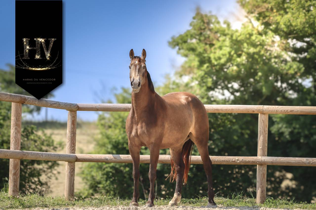 Yegua AES Anglo European Studbook En venta 2020 Isabelo por Kjento