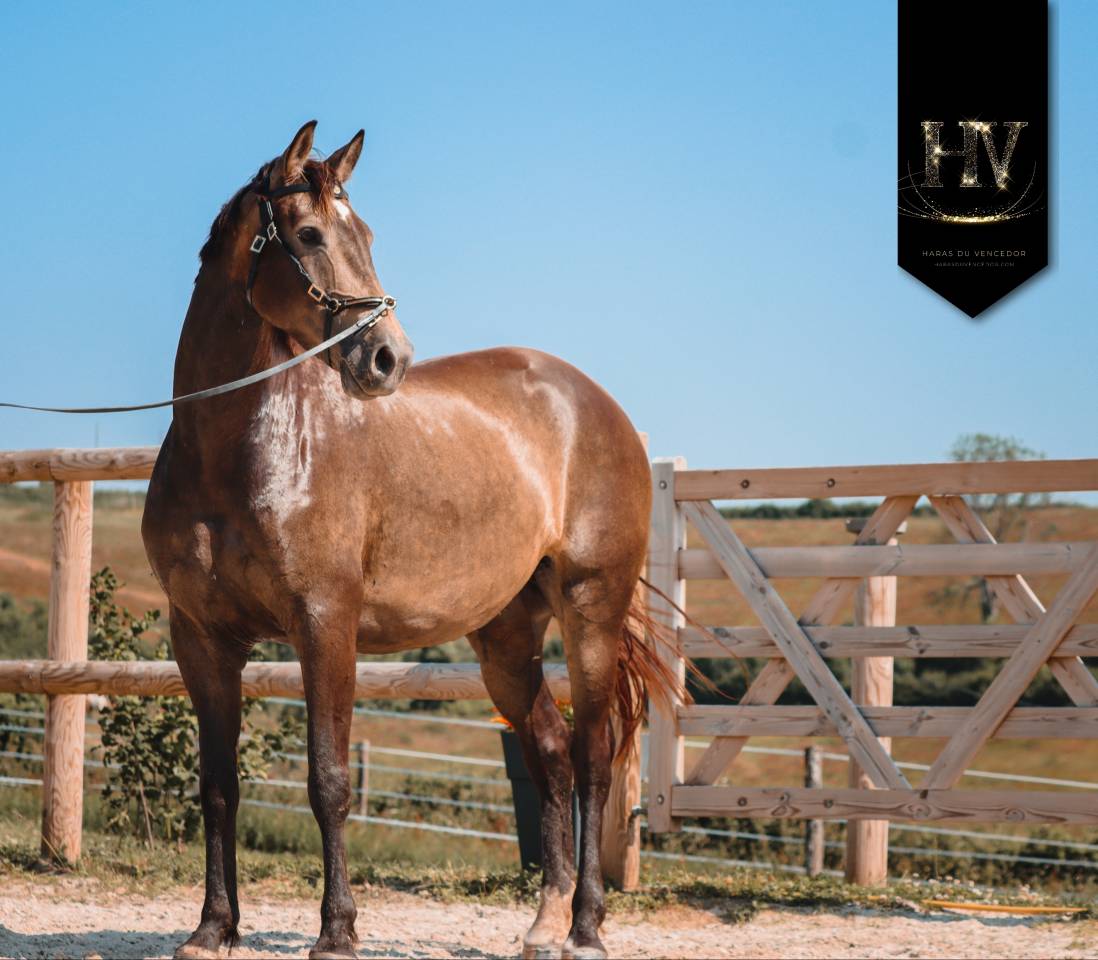 Yegua AES Anglo European Studbook En venta 2020 Isabelo por Kjento