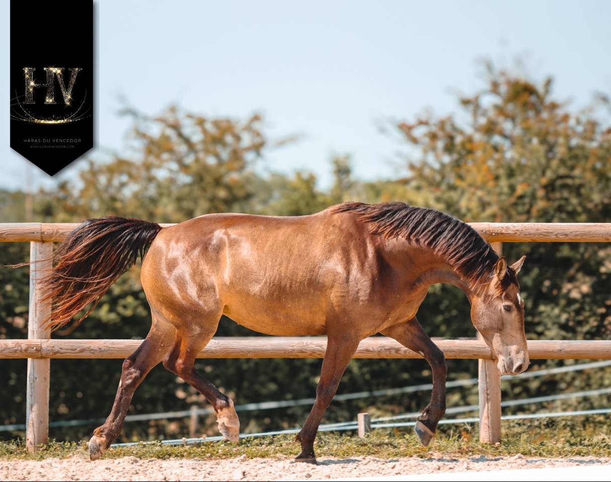 Yegua AES Anglo European Studbook En venta 2020 Isabelo por Kjento