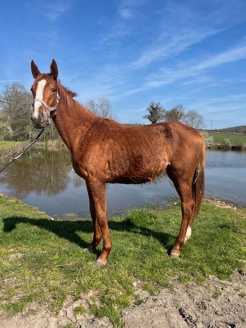 Potranca Silla Franc&eacute;s En venta 2024 Alaz&aacute;n por ROY DE LA VALLEE