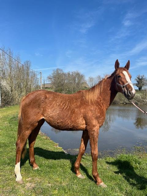 Potranca Silla Franc&eacute;s En venta 2024 Alaz&aacute;n por ROY DE LA VALLEE