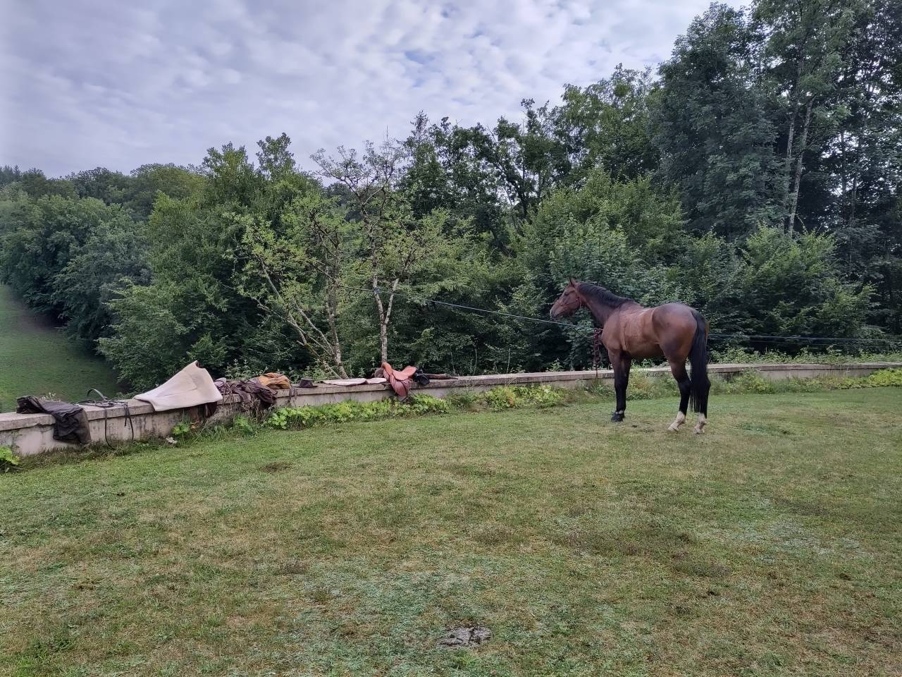 Caballo castrado sBs Caballo de Deporte Belga En venta 2018 Bayo