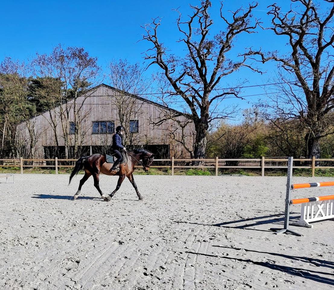 Caballo castrado sBs Caballo de Deporte Belga En venta 2018 Bayo