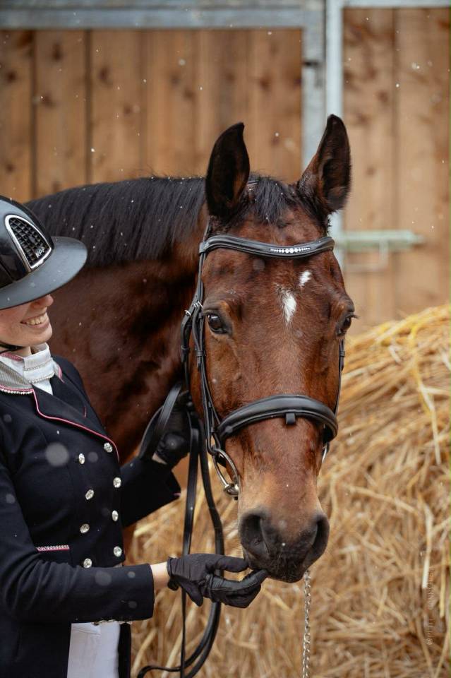 Caballo castrado BWP Caballo de Sangre Belga En venta 2011 Bayo