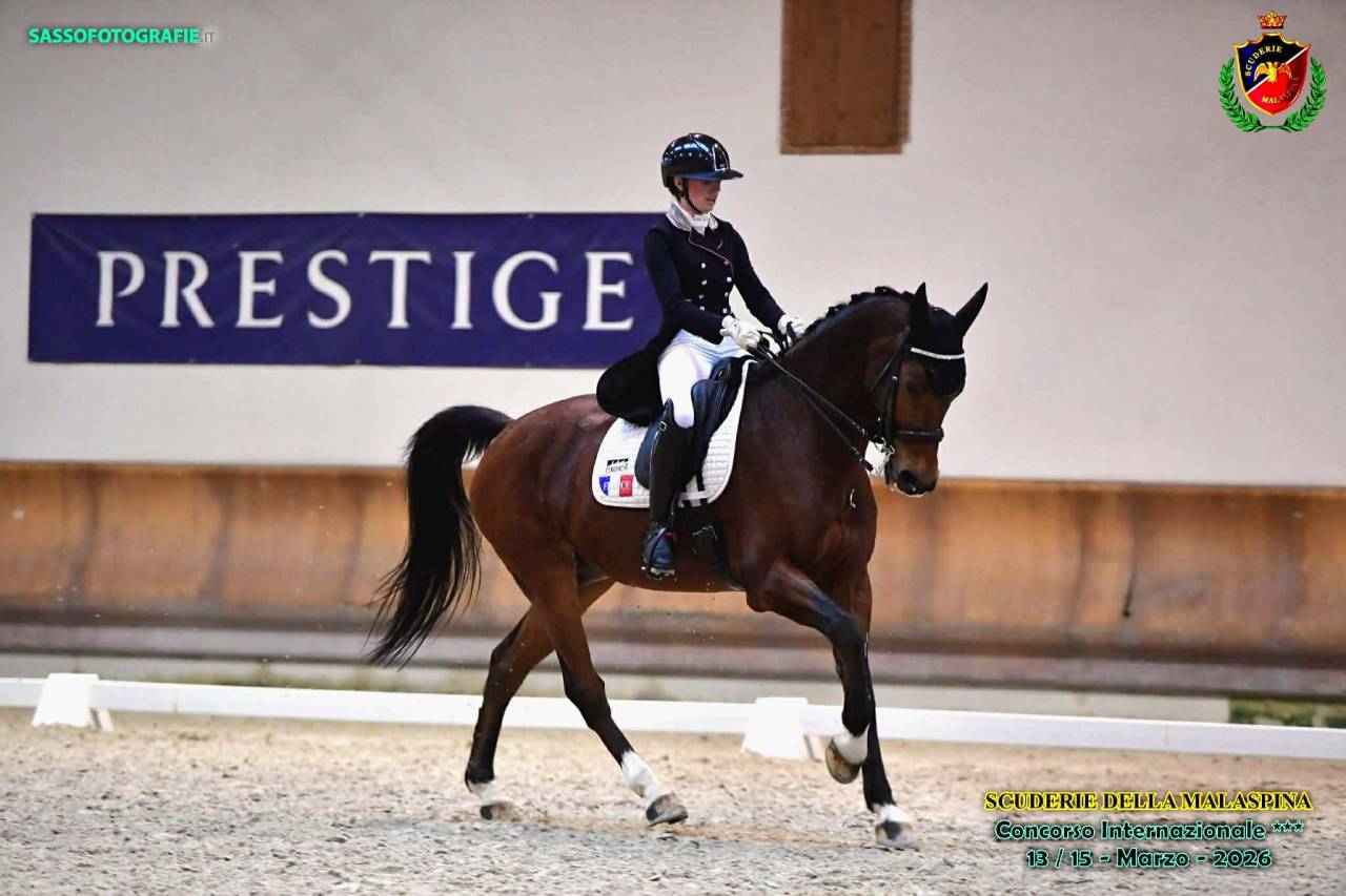 Caballo castrado BWP Caballo de Sangre Belga En venta 2011 Bayo