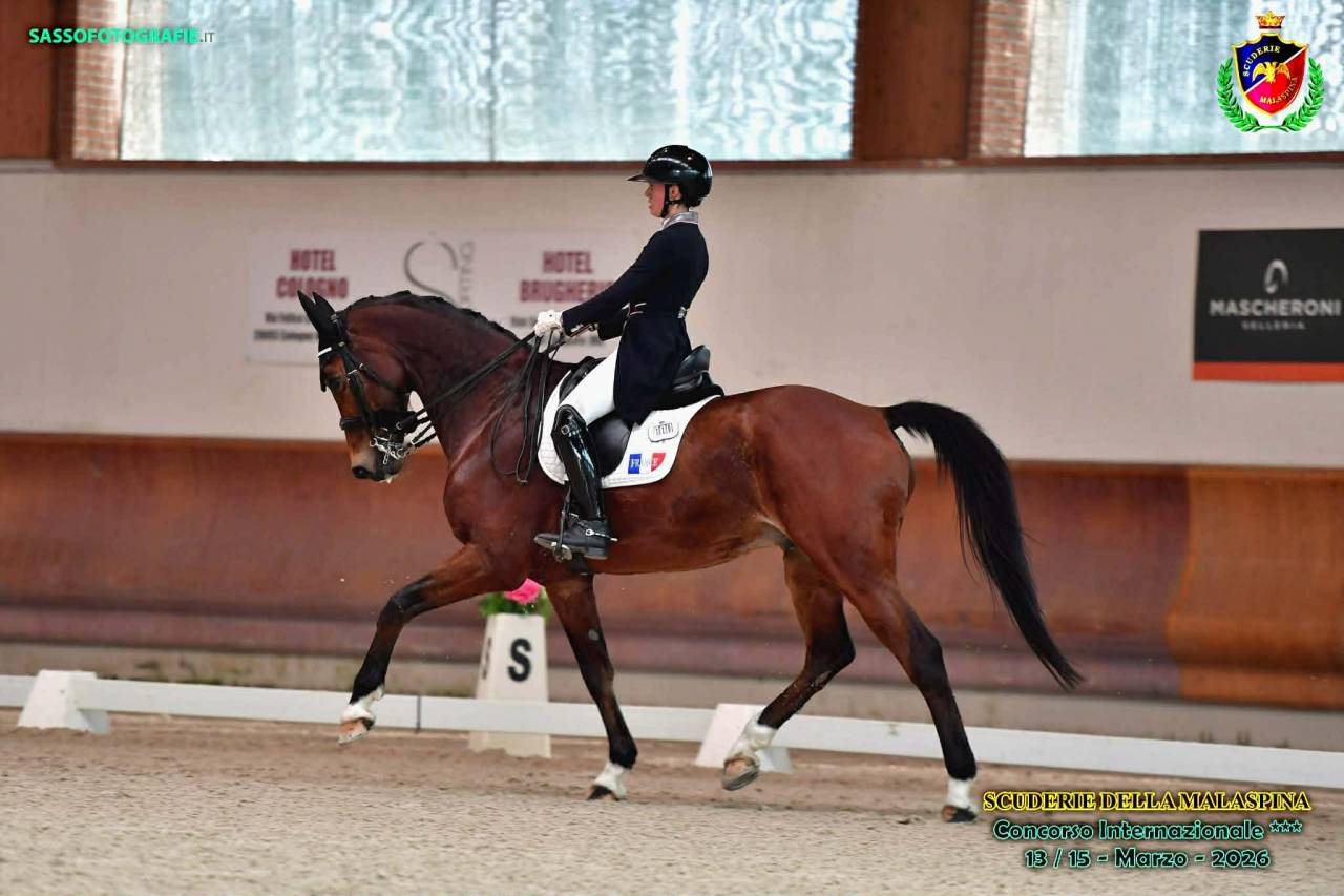 Caballo castrado BWP Caballo de Sangre Belga En venta 2011 Bayo