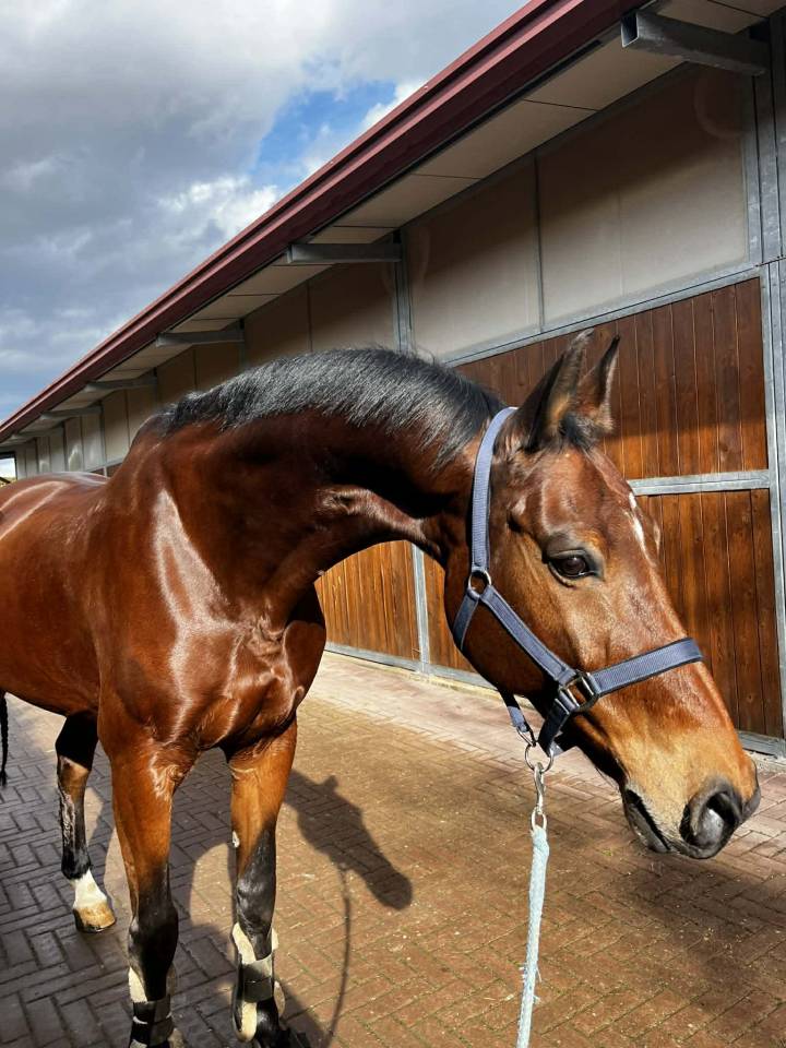 Caballo castrado BWP Caballo de Sangre Belga En venta 2011 Bayo