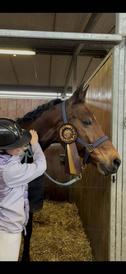 Caballo castrado BWP Caballo de Sangre Belga En venta 2011 Bayo