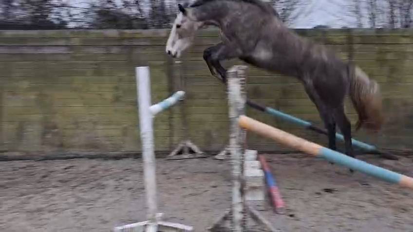 Caballo castrado Caballo de Silla En venta 2021 Tordo por CAP KENNEDY