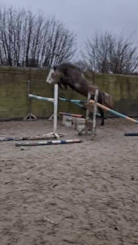 Caballo castrado Caballo de Silla En venta 2021 Tordo por CAP KENNEDY