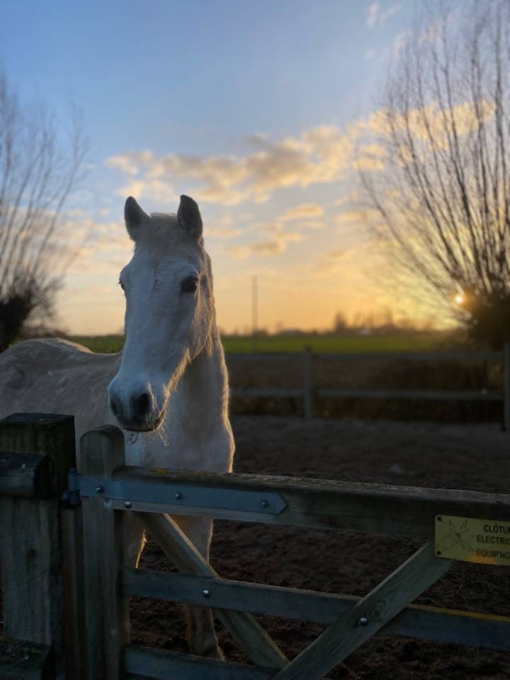 Caballo castrado Origen No Constatado En venta 2000 Tordo
