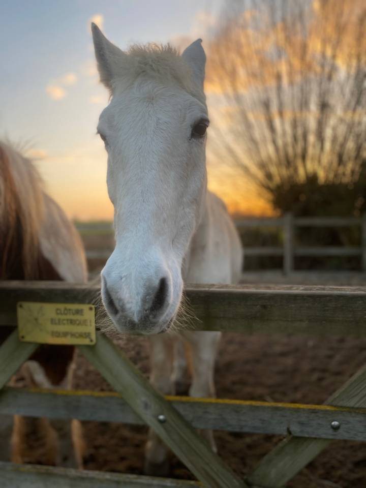 Caballo castrado Origen No Constatado En venta 2000 Tordo