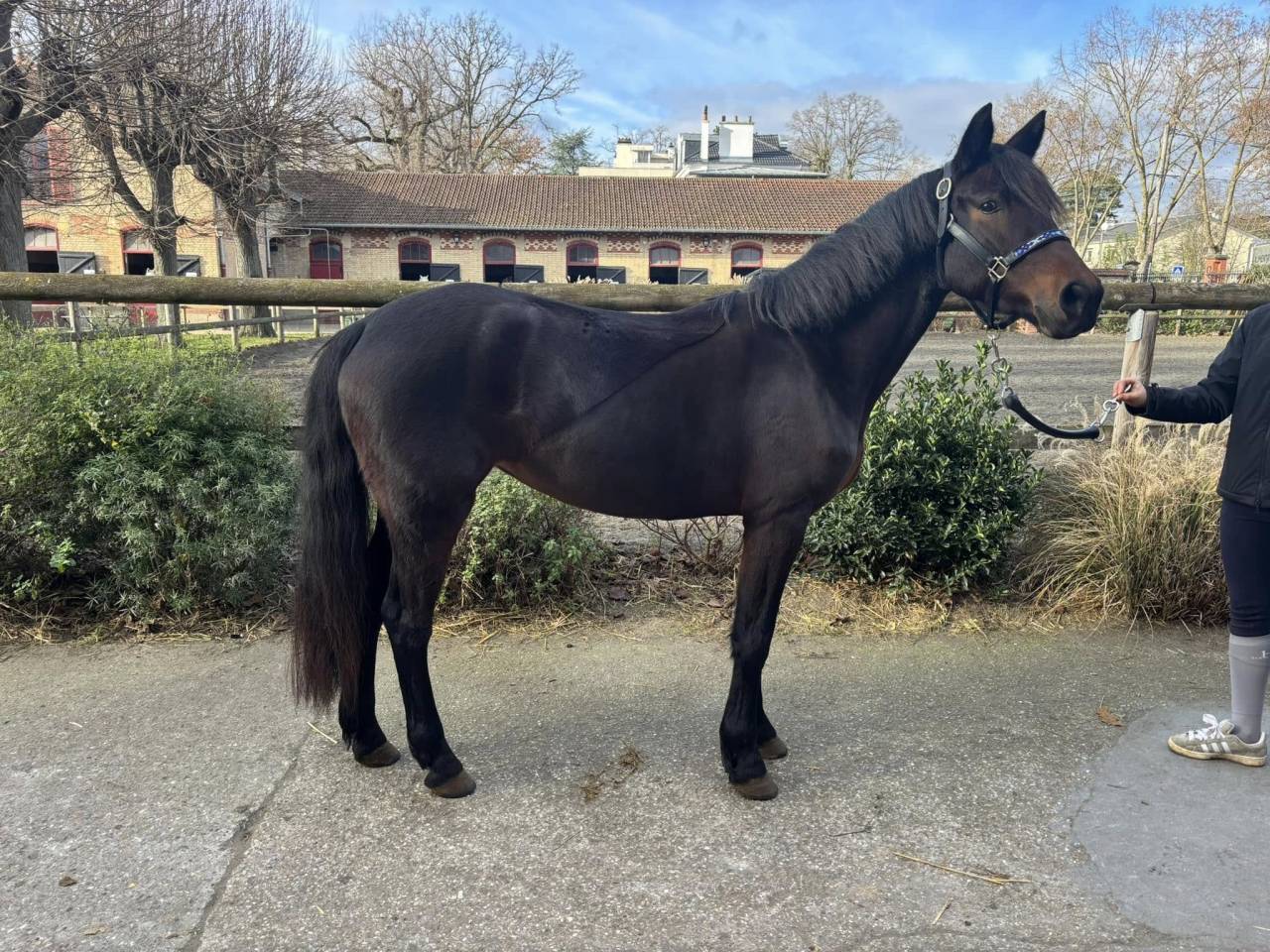 Yegua New Forest En venta 2021 Bayo por Birkilds Balboa