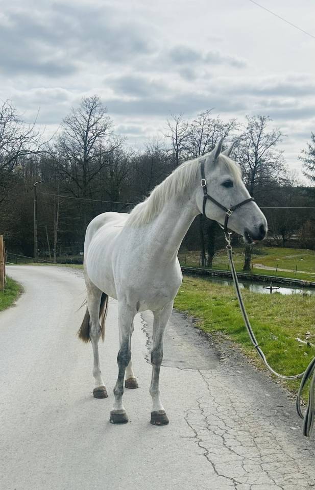Caballo castrado Otra raza de Caballos En venta 2019 Alaz&aacute;n