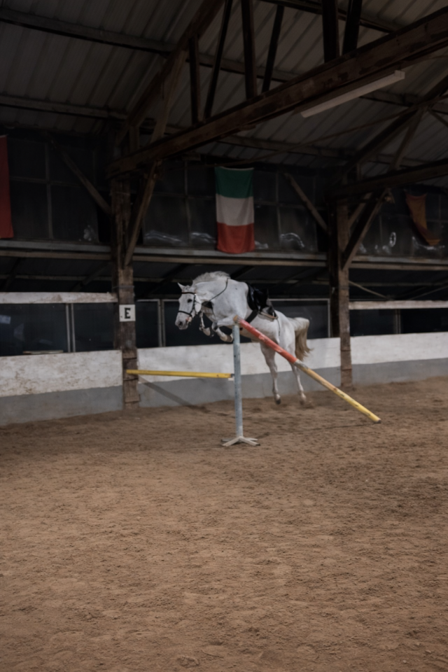 Caballo castrado Otra raza de Caballos En venta 2019 Alaz&aacute;n