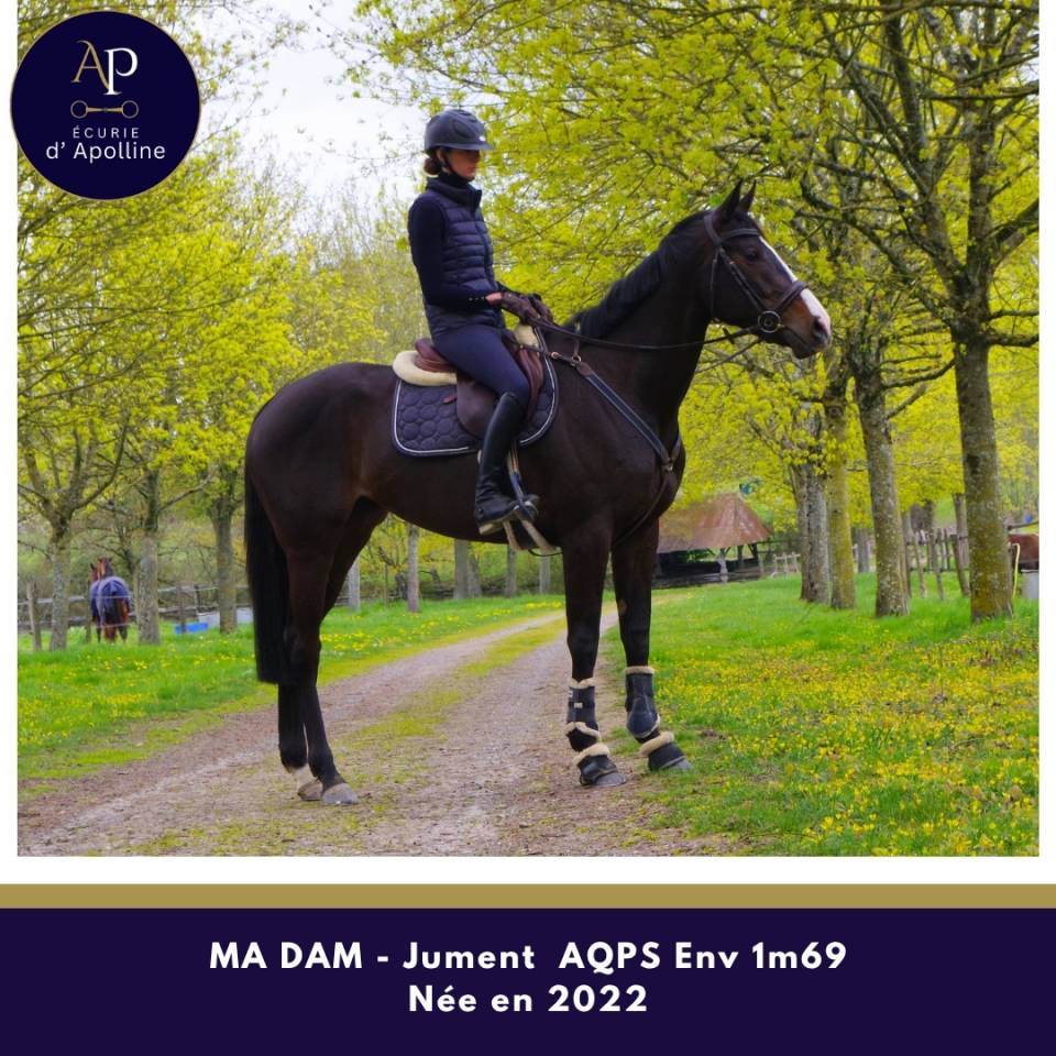 Yegua AQPS En venta 2022 Bayo