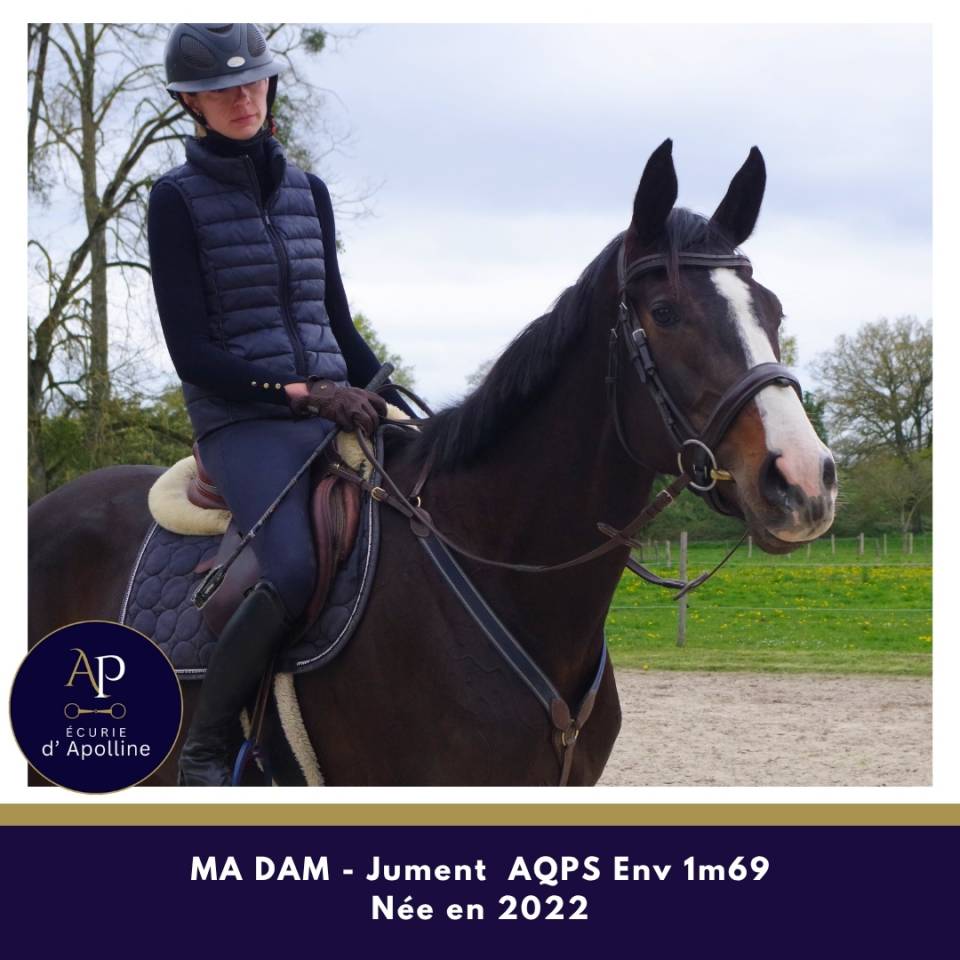 Yegua AQPS En venta 2022 Bayo