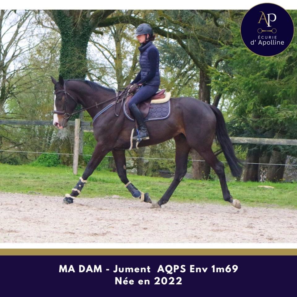 Yegua AQPS En venta 2022 Bayo