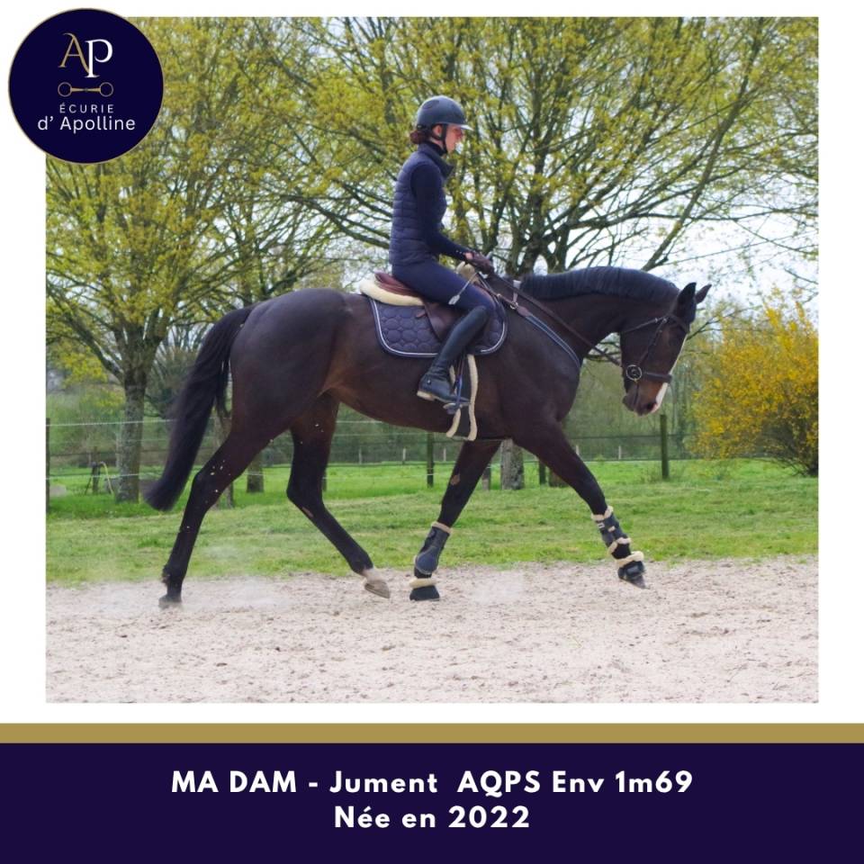 Yegua AQPS En venta 2022 Bayo