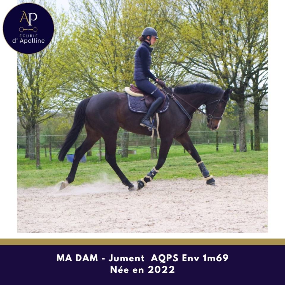 Yegua AQPS En venta 2022 Bayo