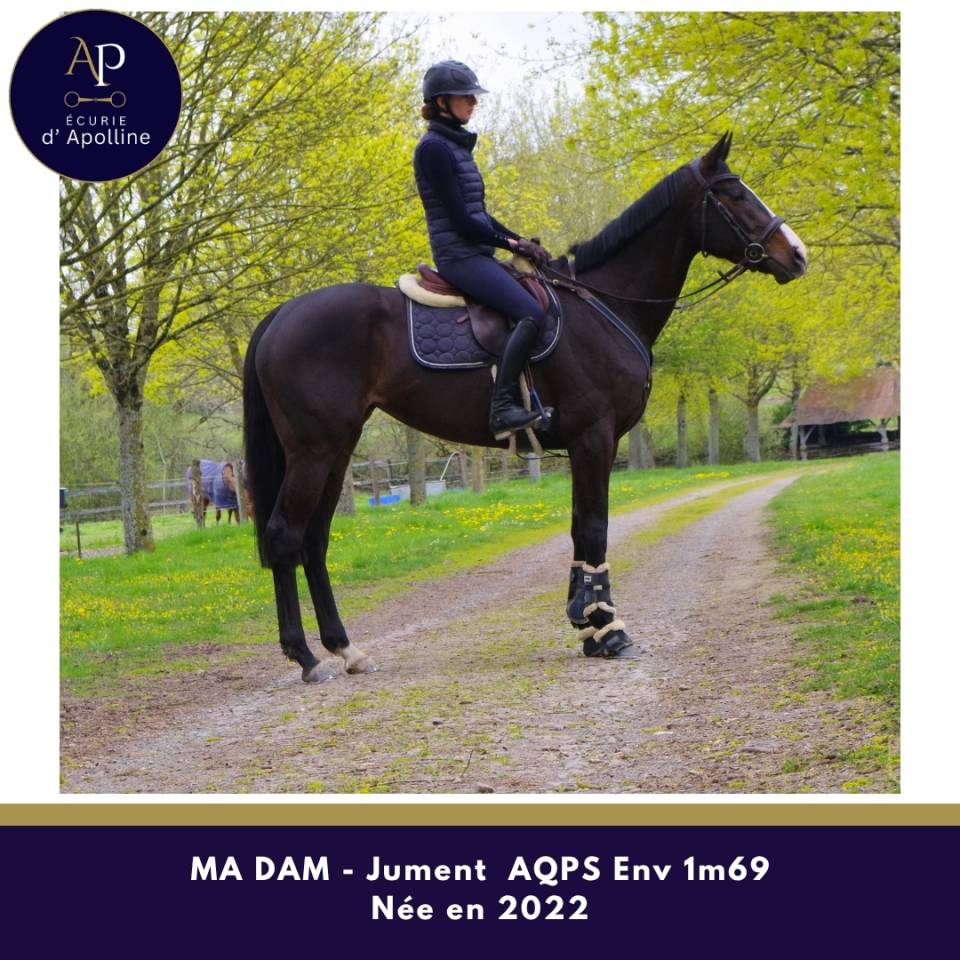 Yegua AQPS En venta 2022 Bayo