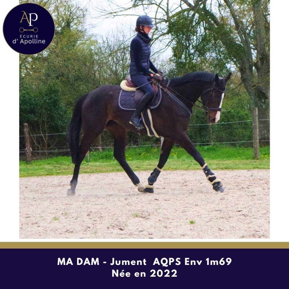 Yegua AQPS En venta 2022 Bayo