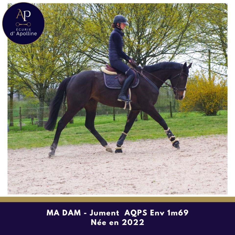 Yegua AQPS En venta 2022 Bayo