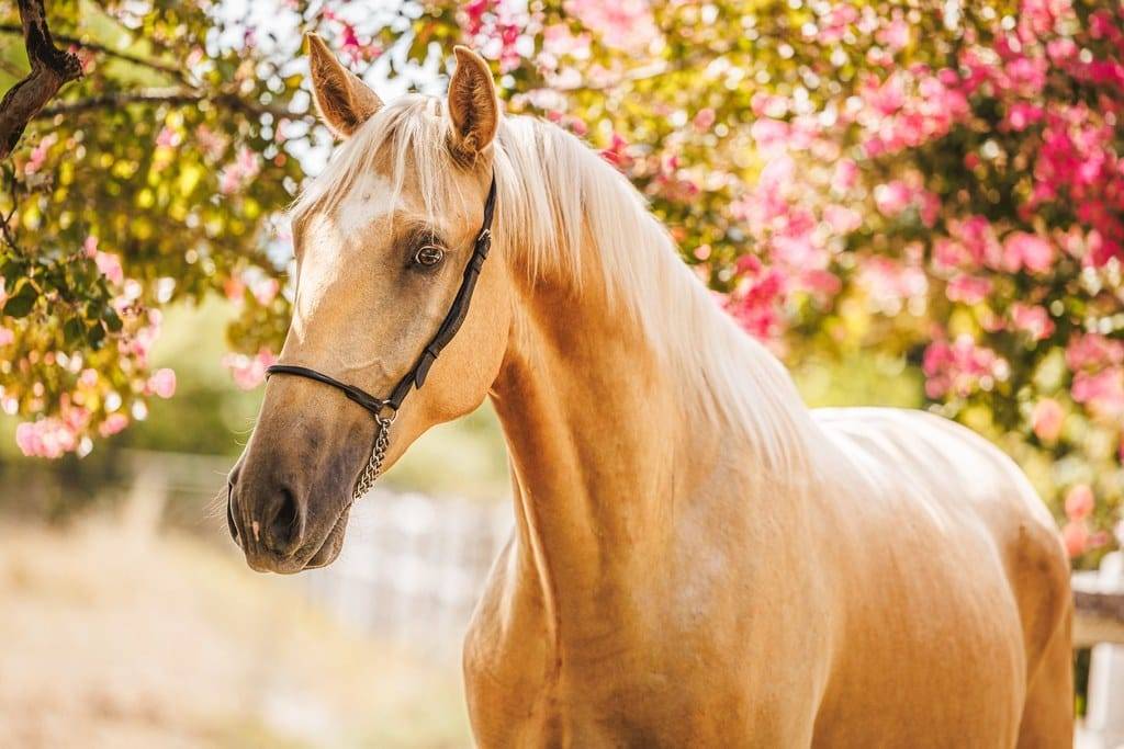 Caballo castrado Lusitano En venta 2023 Palomino