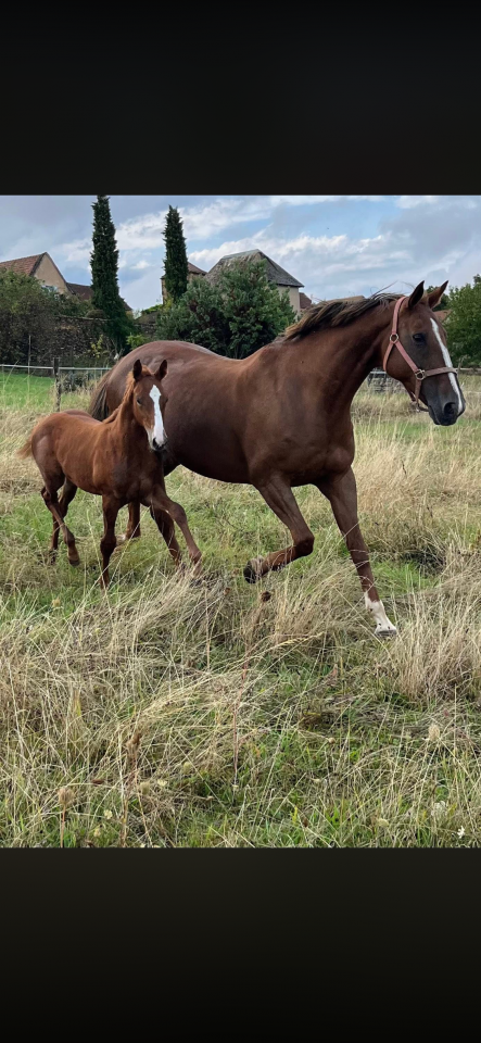 Yegua Silla Franc&eacute;s En venta 2010 Alaz&aacute;n tostado por Nippon d&rsquo;elle