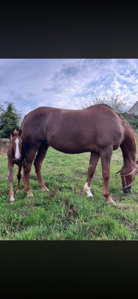 Yegua Silla Franc&eacute;s En venta 2010 Alaz&aacute;n tostado por Nippon d&rsquo;elle