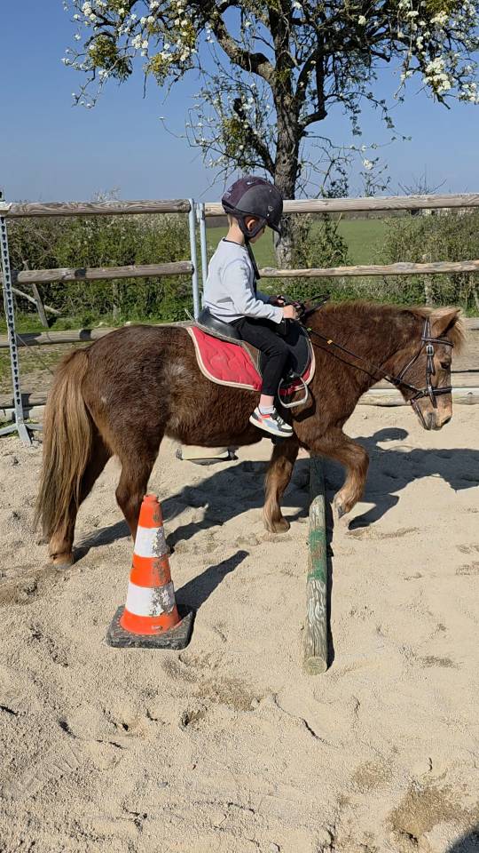 Yegua Origen No Constatado En venta 2025 Alaz&aacute;n