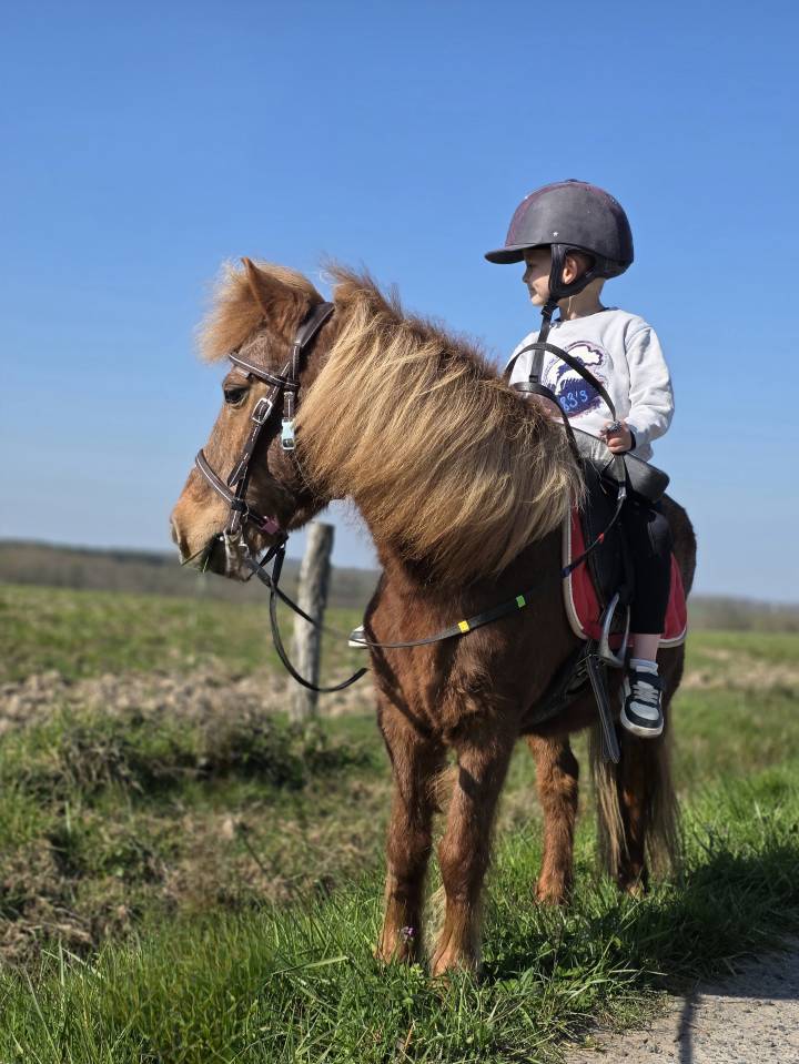 Yegua Origen No Constatado En venta 2025 Alaz&aacute;n