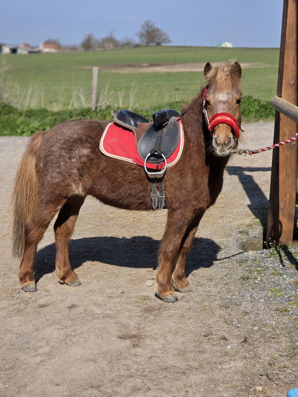 Yegua Origen No Constatado En venta 2025 Alaz&aacute;n