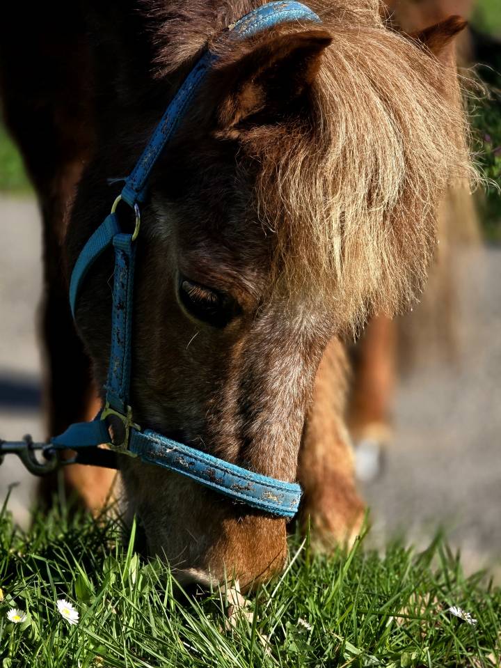 Yegua Origen No Constatado En venta 2025 Alaz&aacute;n