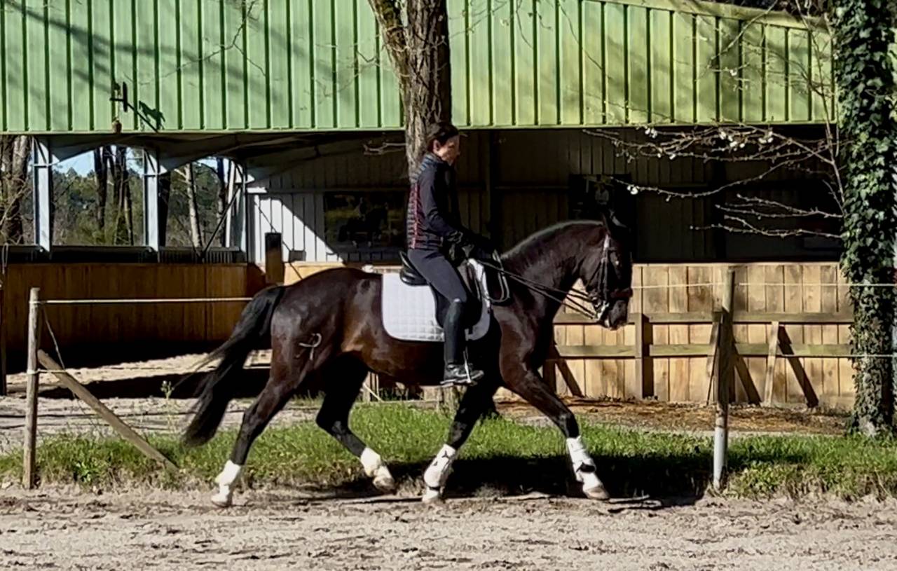 Caballo castrado Origen No Constatado En venta 2018 Negro