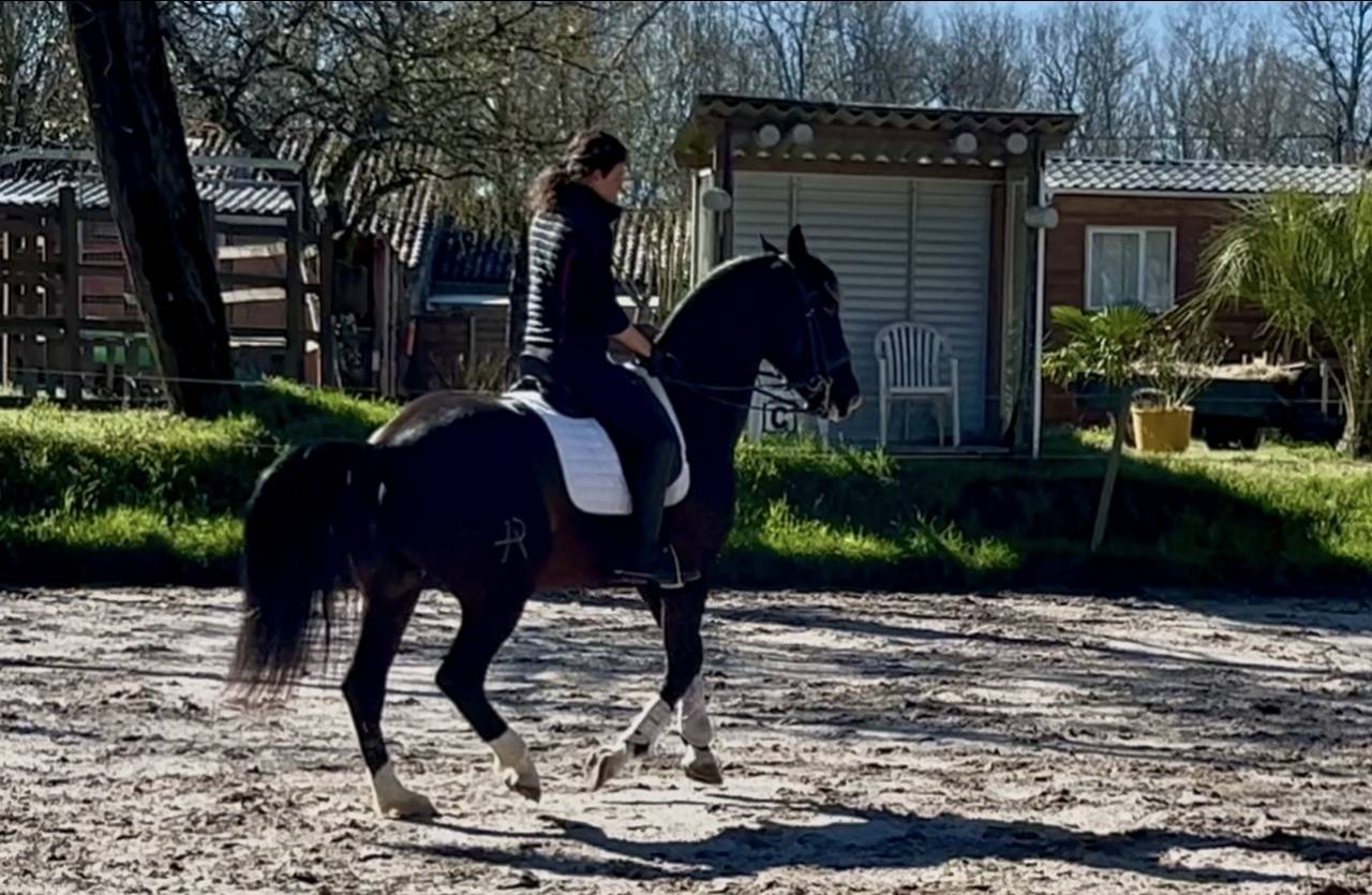 Caballo castrado Origen No Constatado En venta 2018 Negro