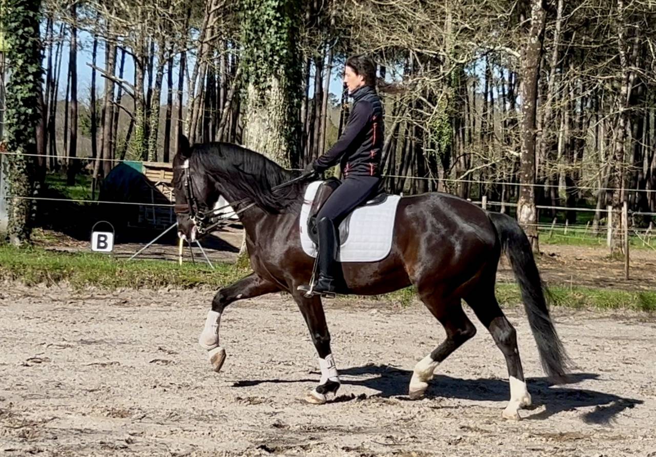 Caballo castrado Origen No Constatado En venta 2018 Negro