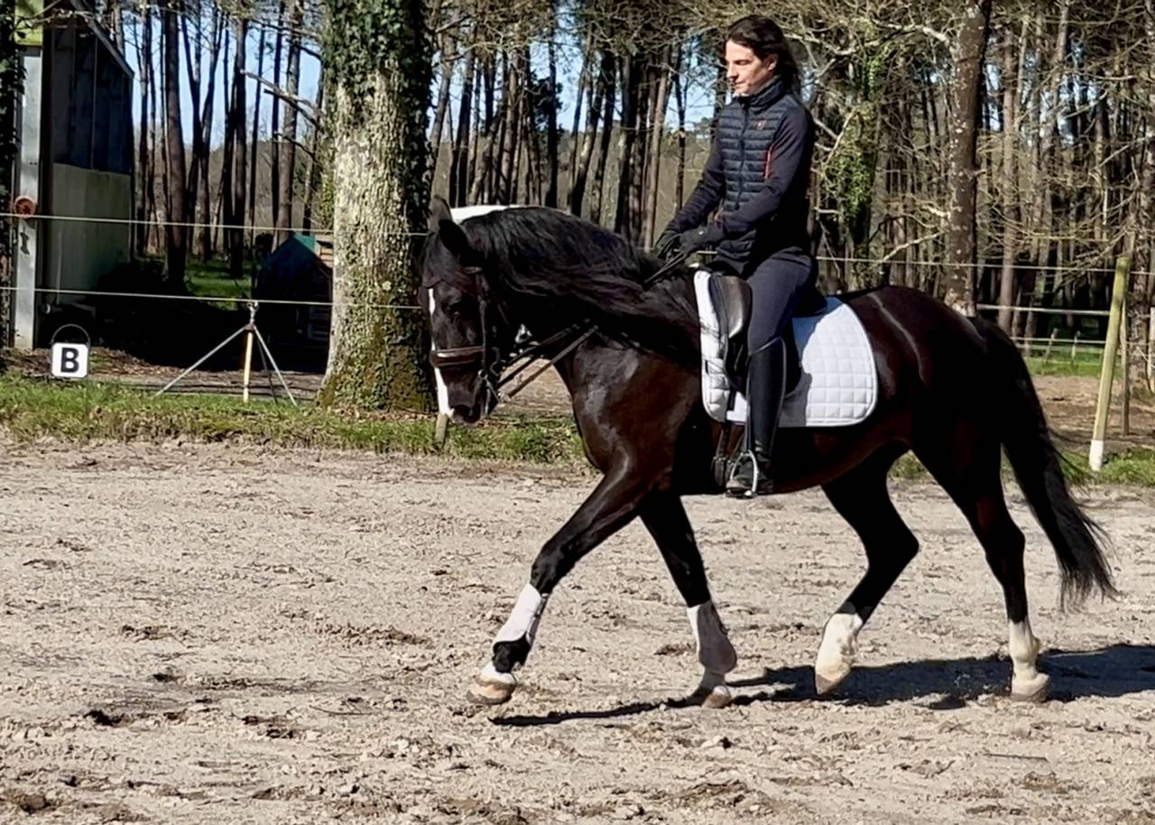 Caballo castrado Origen No Constatado En venta 2018 Negro