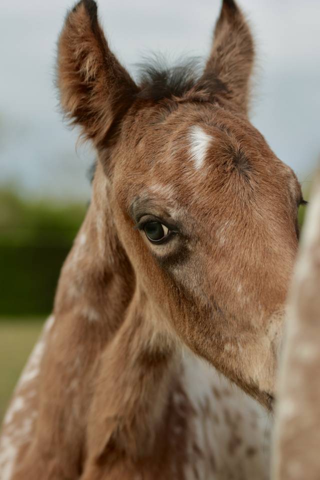 Potro Nez Perc&eacute;s En venta 2026 Appaloosa por SHKARA IZLAYON