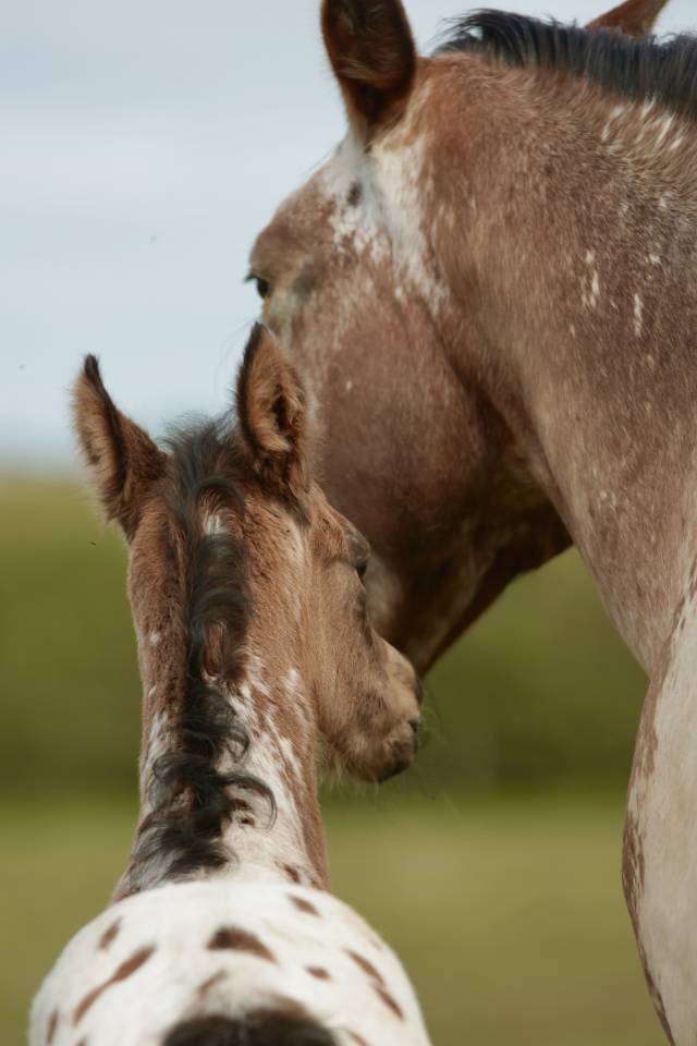 Potro Nez Perc&eacute;s En venta 2026 Appaloosa por SHKARA IZLAYON