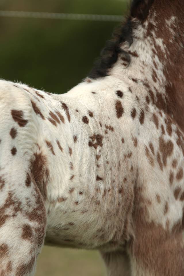 Potro Nez Perc&eacute;s En venta 2026 Appaloosa por SHKARA IZLAYON