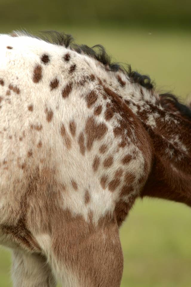 Potro Nez Perc&eacute;s En venta 2026 Appaloosa por SHKARA IZLAYON