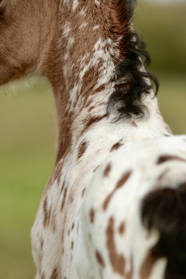 Potro Nez Perc&eacute;s En venta 2026 Appaloosa por SHKARA IZLAYON