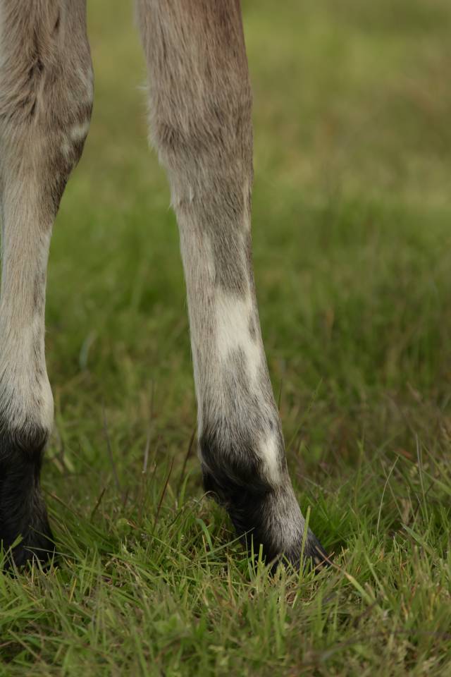 Potro Nez Perc&eacute;s En venta 2026 Appaloosa por SHKARA IZLAYON