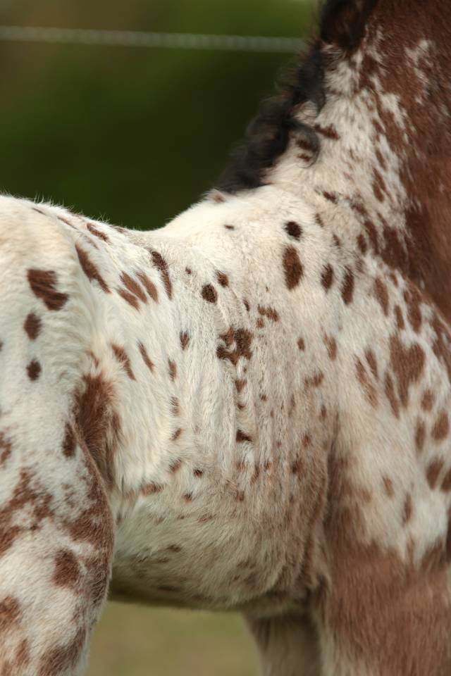 Potro Nez Perc&eacute;s En venta 2026 Appaloosa por SHKARA IZLAYON