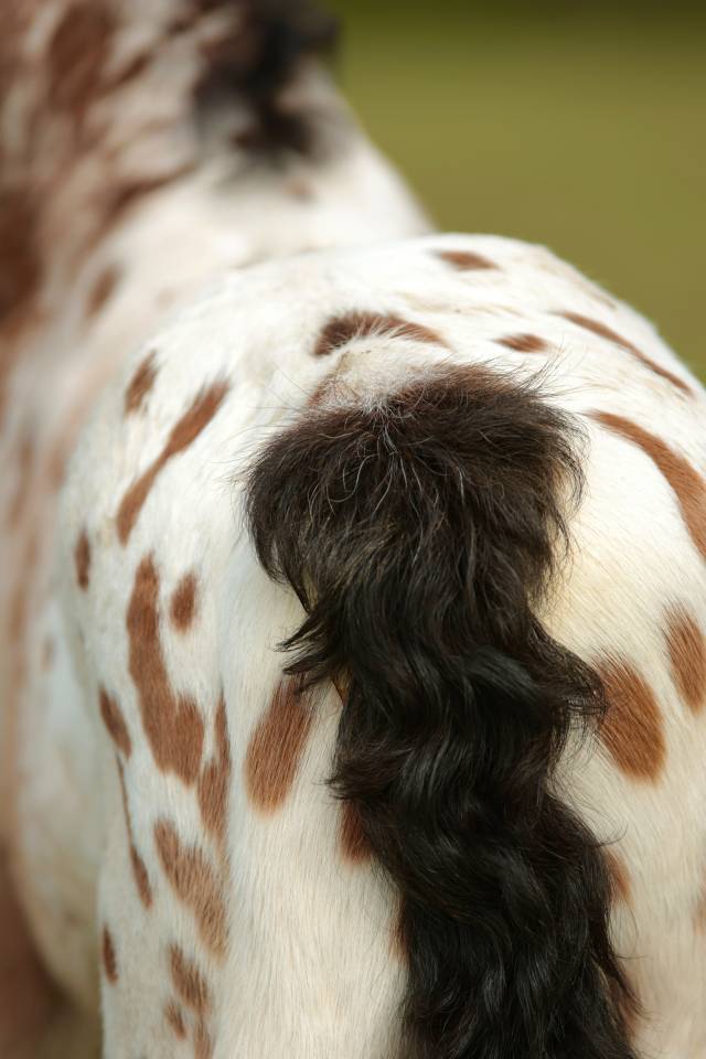 Potro Nez Perc&eacute;s En venta 2026 Appaloosa por SHKARA IZLAYON