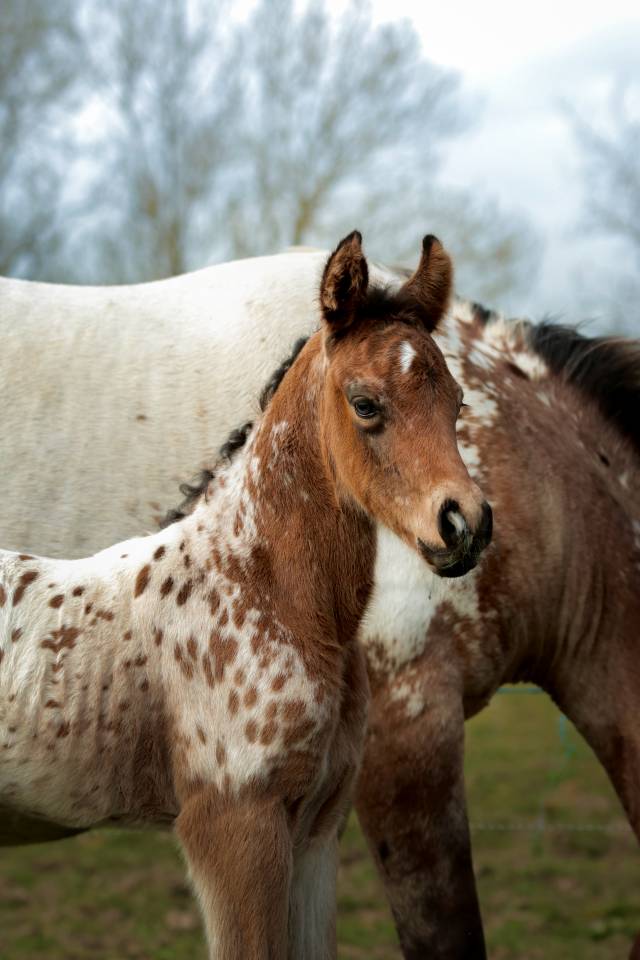 Potro Nez Perc&eacute;s En venta 2026 Appaloosa por SHKARA IZLAYON
